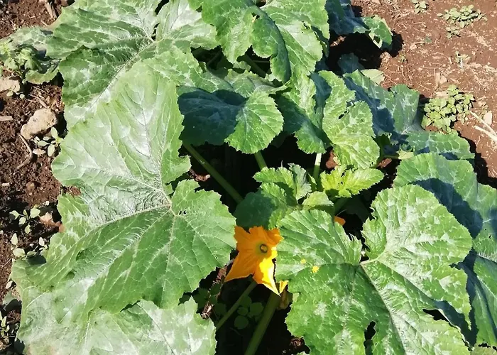 Hébergement de vacances Tapias, Glorieta