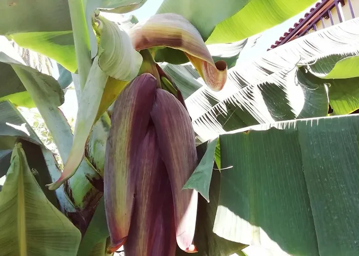 Tapias, Glorieta Hébergement de vacances Puerto de la Cruz (Tenerife)