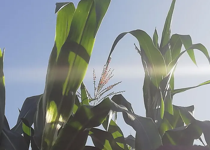 Tapias, Glorieta Puerto de la Cruz (Tenerife)
